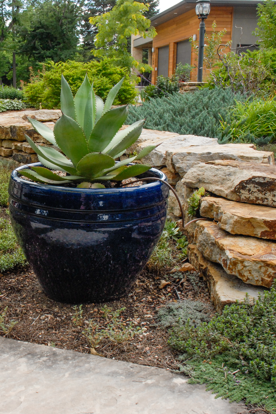 Groundcover Front Yard